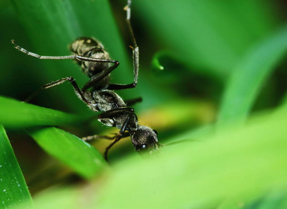 野生动物 昆虫 自然 环境 生态学 植物 动物 蚂蚁 树叶