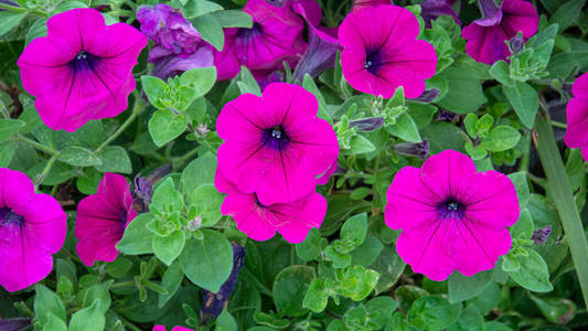 自然 盛开 矮牵牛 园艺 紫色 花的 紫罗兰 花粉 植物学
