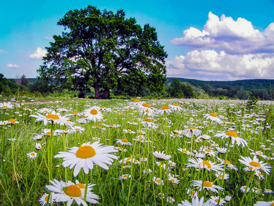 自然 全景图 美丽的 夏天 花的 开花 草坪 植物 公园