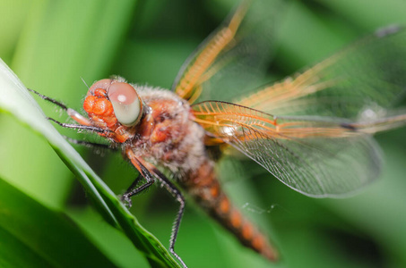 夏天 轮廓 美女 植物 眼睛 翅膀 昆虫 蜻蜓 美丽的 自然