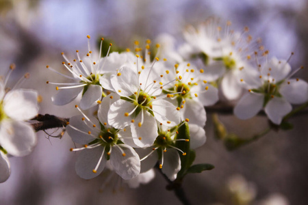 樱桃 季节 美丽的 自然 花的 美女 樱花 开花 苹果 梅子