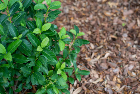 春天 灌木 领域 食物 植物 苔藓 蔬菜 生长 纹理 树叶