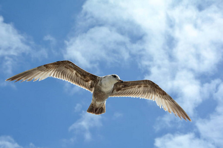 野生动物 海鸥 动物 航班 飞行 空气 自然 羽毛 自由
