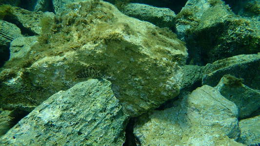海底 水下 地中海 浮潜 潜水