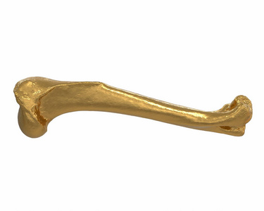 三维渲染黄金动物腿骨孤立在白色