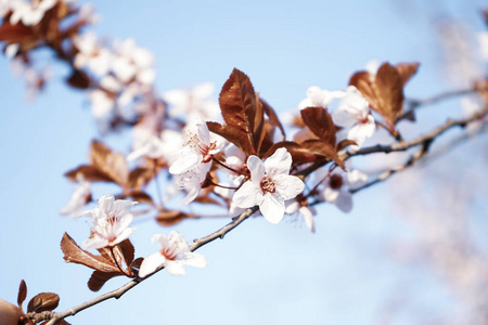 开花 软的 花的 新的 季节 美丽的 植物学 樱桃 植物