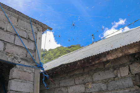 特写镜头 美丽的 危险 捕食者 蜘蛛网 自然 森林 球体