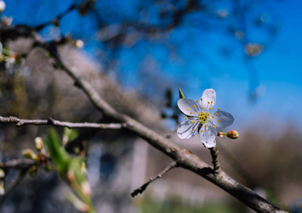 自然 软的 植物区系 美女 樱桃 季节 特写镜头 天空 盛开
