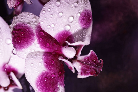情人 开花 自然 浪漫 植物区系 花瓣 紫罗兰 美丽的 兰花