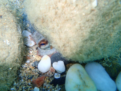 章鱼 潜水 浮潜 软体动物 地中海 水下 海底