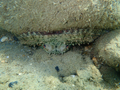 海底 水下 软体动物 浮潜 地中海 潜水 章鱼