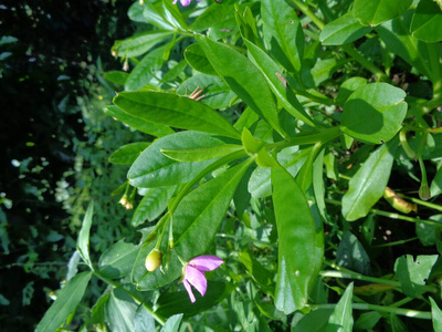 美丽的 马齿苋 花的 雨滴 特写镜头 树叶 花瓣 草药 植物学