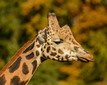 茶花 哺乳动物 舌头 肖像 纹理 长的 动物园 野生动物