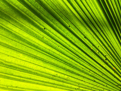 雨林 夏天 颜色 阳光 框架 环境 植物学 棕榈 自然 绿色植物