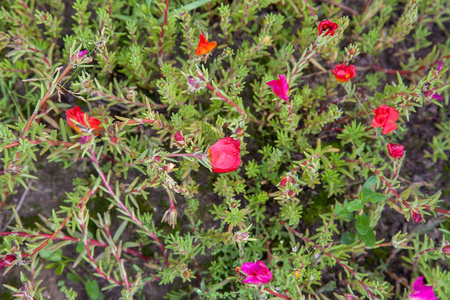 植物学 植物 美女 粉红色 特写镜头 颜色 花园 猪草 马齿苋