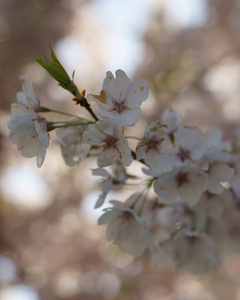 花园 春天 植物 公园 季节 摄影 日本 特写镜头 自然