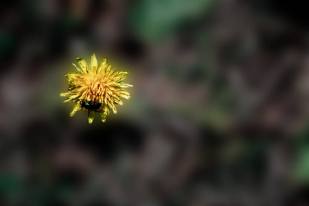 野生动物 花蜜 领域 动物 蜂蜜 季节 坐着 颜色 蝴蝶