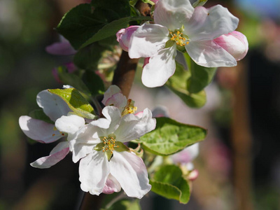 季节 粉红色 花瓣 植物 春天 苹果 美女 花园 花的 特写镜头