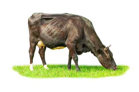 牛肉 乳制品 站立 领域 自然 牛奶 土地 牲畜 天空 草地
