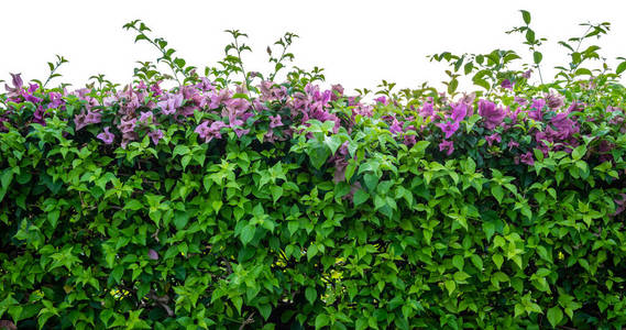 美女 季节 花的 分支 开花 美丽的 植物 自然 生长 紫色