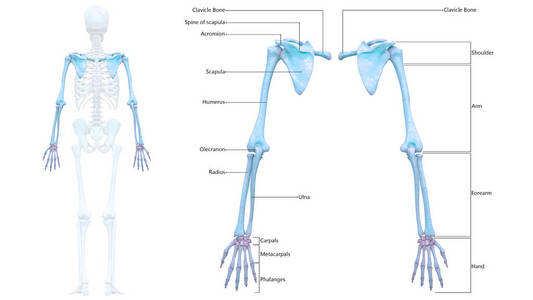 股骨 身体 照顾 肩胛骨 健康 骨骼 信息图表 臀部 脊柱