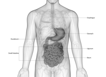 肠子 空肠 消化 信息图表 生物学 附录 解剖学 胆囊 外科手术