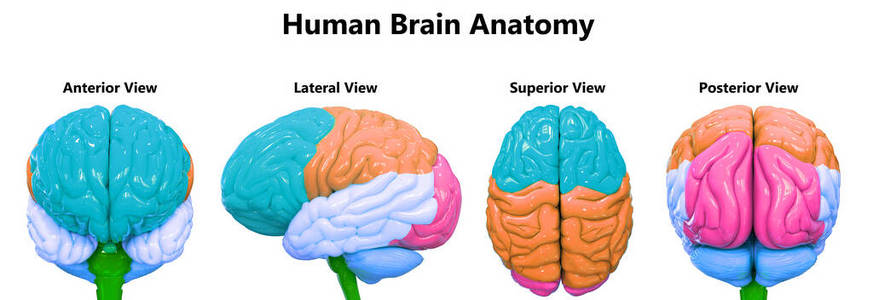 智力 解剖学 系统 解剖 提供 皮层 智慧 颅骨 身体 认为