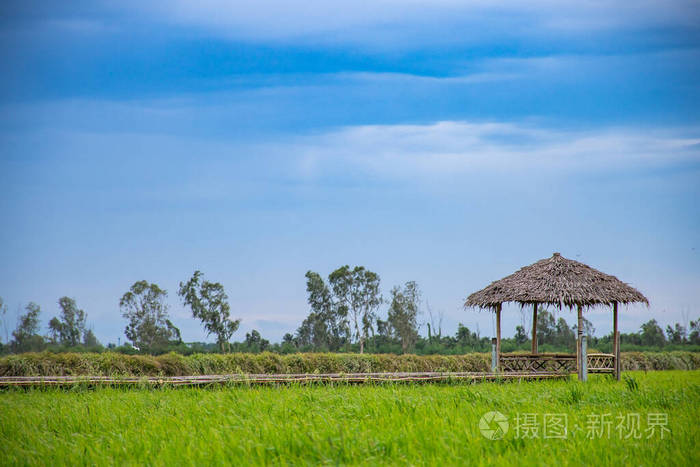 土地 粮食 墙纸 亚洲 植物 高的 在下面 泰语 农业 大米