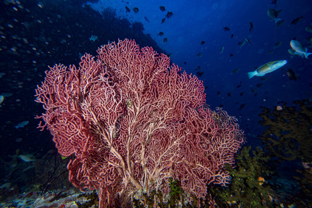 水肺 海洋 软的 环境 海的 场景 美丽的 印度尼西亚 水下