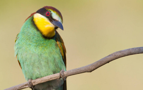 生物学 美丽的 自然 生态学 鸟类学 可爱的 颜色 动物