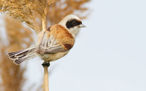 栖息 观鸟 美女 美丽的 鸟类学 特写镜头 羽毛 野生动物