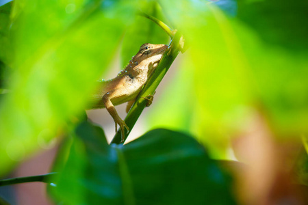 皮肤 动物 有趣的 生活 身体 森林 特写镜头 颜色 植物