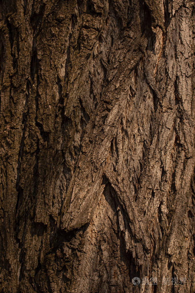 皮肤 森林 材料 树干 木制品 树皮 老化 窗棂 崎岖不平