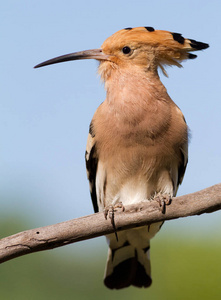 动物群 自然 特写镜头 羽毛 美丽的 春天 鸟类 分支 颜色