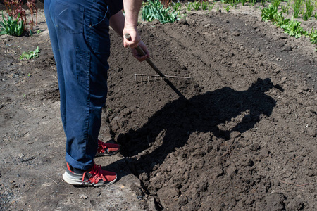 Working with rake in the garden. Land preparation for planting. 