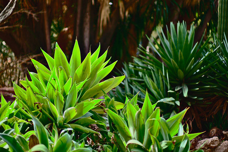 植物 环境 自然 园艺 灌木 龙舌兰 培养 颜色 指出 植物学