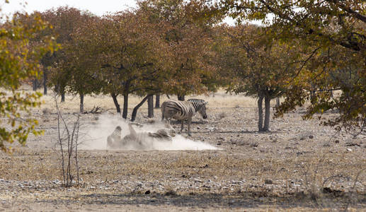 稀树草原 纳米比亚 野生动物 埃托沙 游猎 大草原 非洲