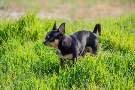 小狗 宠物 行走 犬科动物 旅行 自然 纯种 美丽的 可爱的