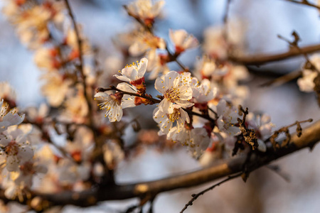 园艺 生长 公园 花的 春天 苹果 植物学 粉红色 花瓣