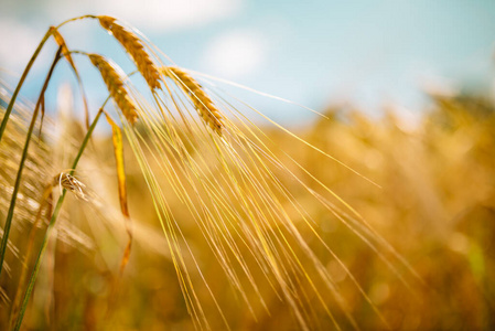 土地 农田 小麦 玉米 大麦 国家 粮食 日出 夏天 天空