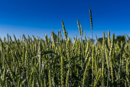 美丽的 稻草 生长 自然 环境 日出 季节 谷类食品 小麦