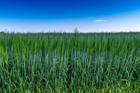 国家 收获 太阳 自然 大麦 乡村 小麦 谷类食品 季节