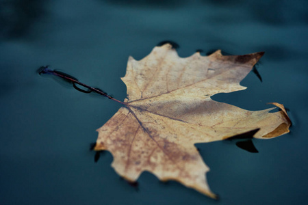 秋天 特写镜头 自然 落下 水坑 季节 枫树 纹理 树叶
