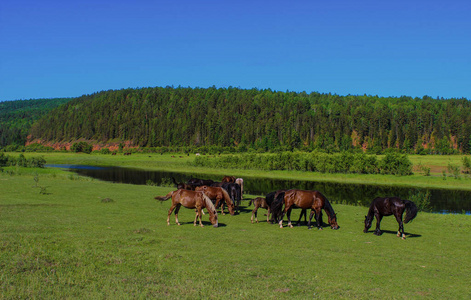 牧场 领域 放牧 自然 牲畜 乡村 农业 兽群 夏天 天空