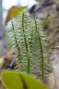 冬天 纹理 冷杉 圣诞节 云杉 木材 季节 环境 松木 分支