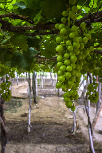 葡萄园 颜色 领域 葡萄酒 风景 食物 夏天 农业 收获