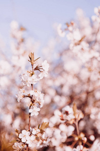 分支 樱桃 日本 花瓣 粉红色 四月 特写镜头 温柔 春天