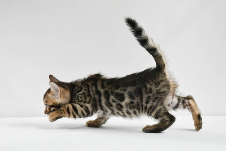 猫准备跳孟加拉小猫准备跳起来玩.淘气的小男孩照片