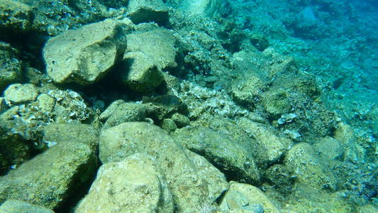 潜水 水下 浮潜 地中海 海底