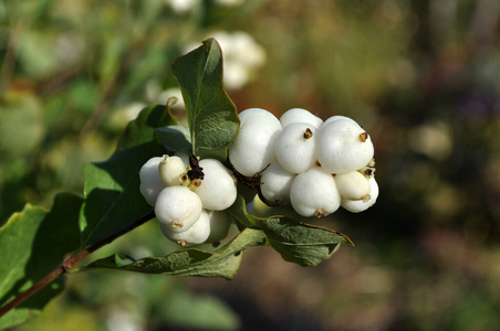 植物区系 开花 花园 夏天 自然 雪果 季节 植物 春天